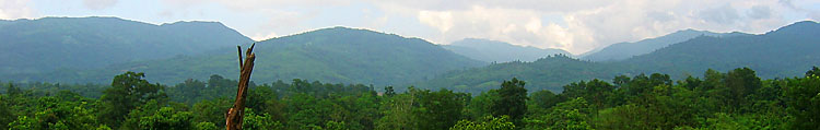 vue sur la jungle de l'état karen