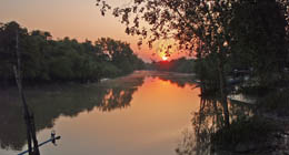 mangrove au petit matin myanmar