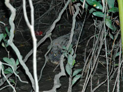 crocodilus porous myanmar