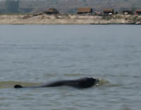 dauphin dans l'irrawaddy