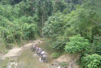 elephant jungle birmane