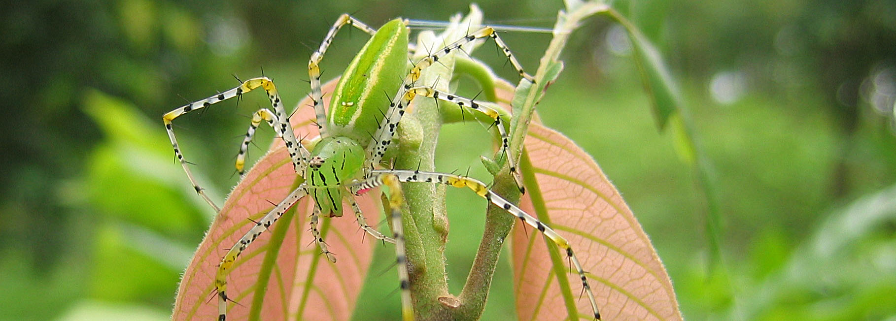 Very small but nice poisonous spider