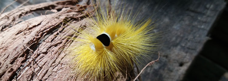 Nice urticant yellow caterpillar in jungle