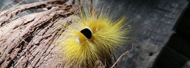 chenille jaune dans la foret