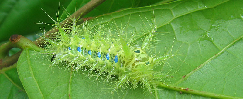 chenille verte urticante