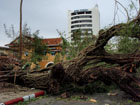 gros arbre tombé prés du kandawgyi