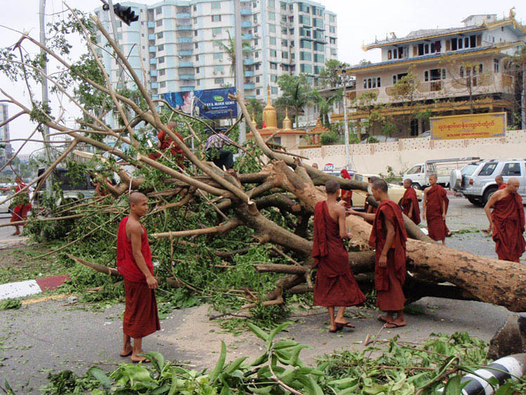 moines dégageant un arbre à yangon