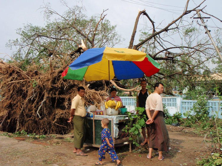 vendeur de fruits près d'un arbre abattu