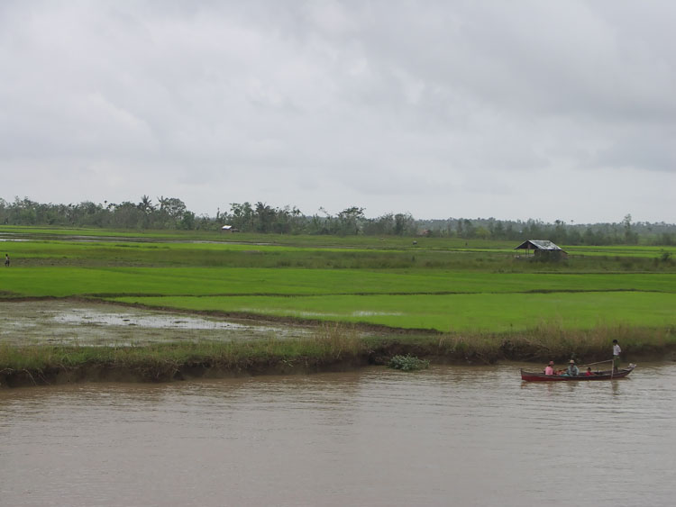 champ de riz proche de Mawgyun