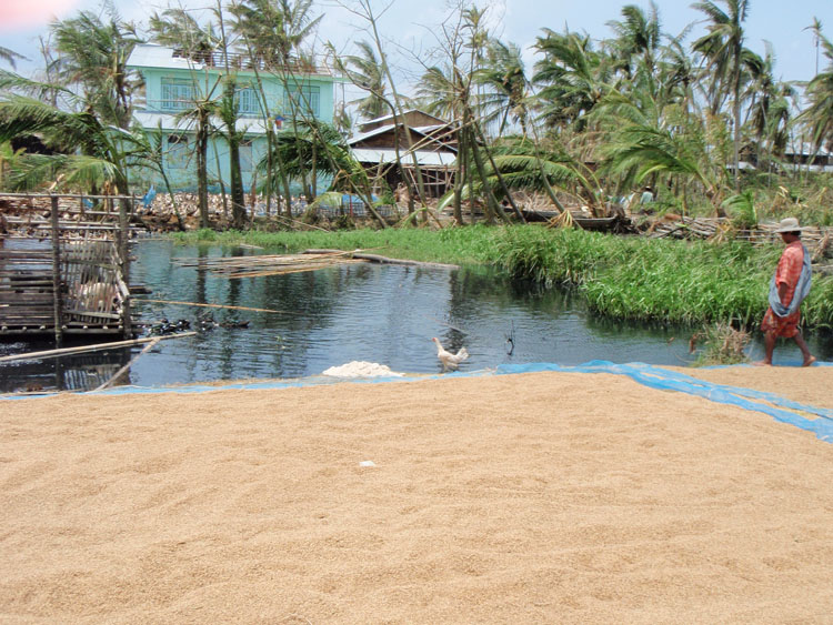 sechage du riz a bokkale