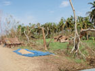 sechage du riz sur la route de Bokkale