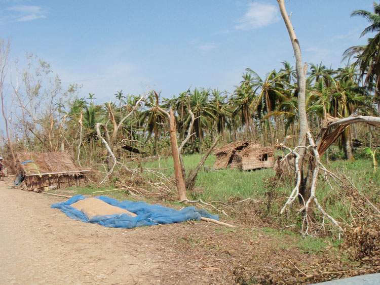 rice sun drying in bokkale on the road