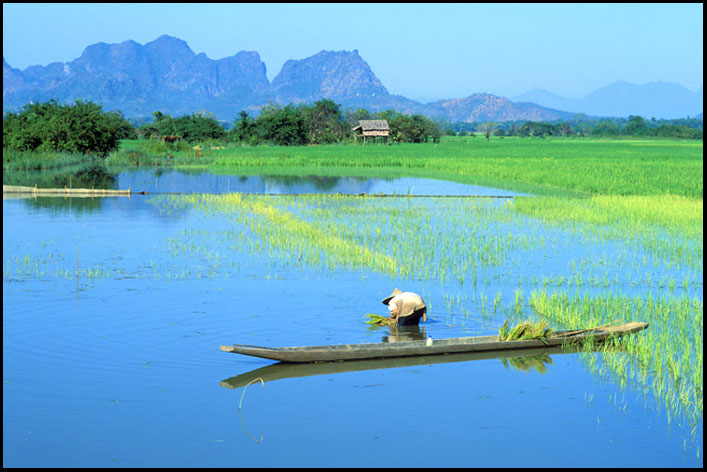 riziere myanmar