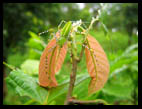 araignee cacao