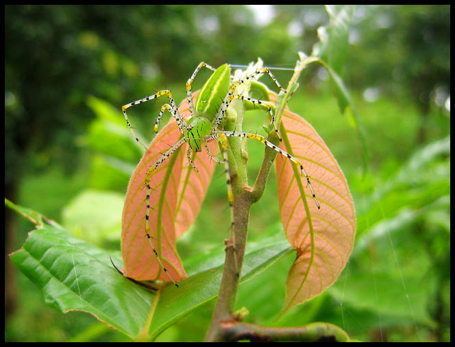 araigne myanmar