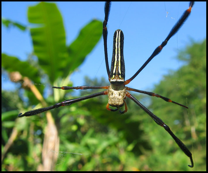 araignee foret myanmar