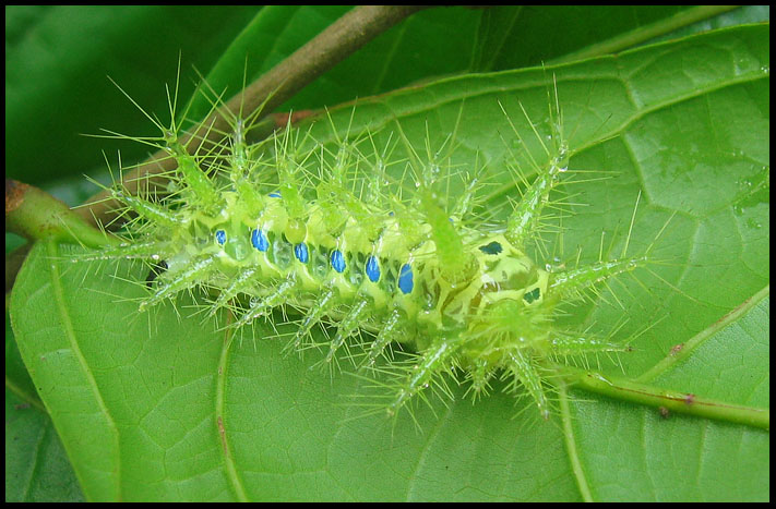 chenille urticante taungoo myanmar