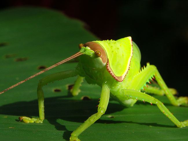 insecte birmanie