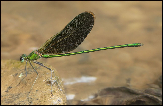 libellule verte etat shan myanmar