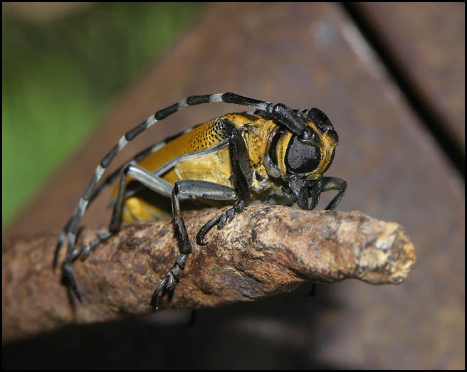 insecte nord myanmar