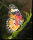papillon taungoo myanmar