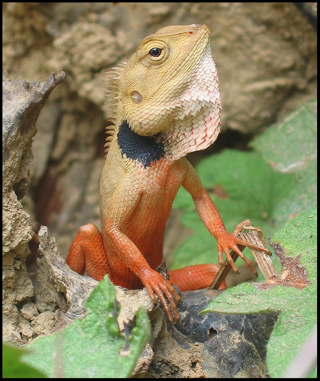 lezard commun foret myanmar