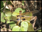 libellule mangrove