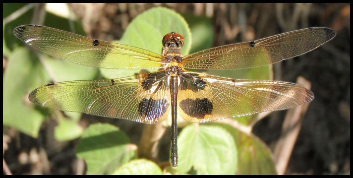 libellule mangrove myanmar