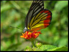 photo papillon myanmar