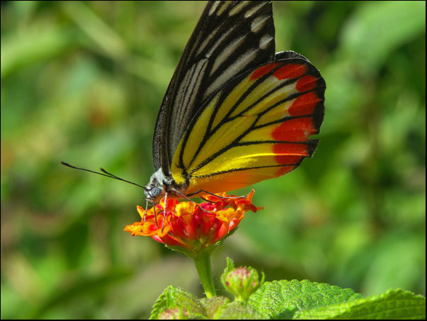 photo papillon etat shan myanmar