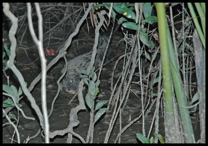 crocodile porosus myanmar delta